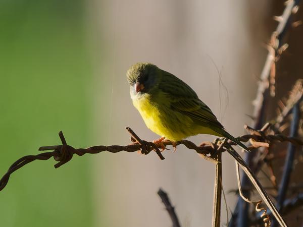 <h3><a href="/trips/tanzania/biota/animalia/chordata/aves/040 passeriformes/121 fringillidae/crithagra hyposticta/crithagra hyposticta-nl.html">Crithagra&nbsp;hyposticta</a> / Southern&nbsp;citril / Gestreepte&nbsp;dunbekkanarie</h3>OM-1 Mark II met OLYMPUS M.150-400mm F4.5 TC, 1/2000 sec  bij F5.6, ISO 4000, afstand 16.1&nbsp;m